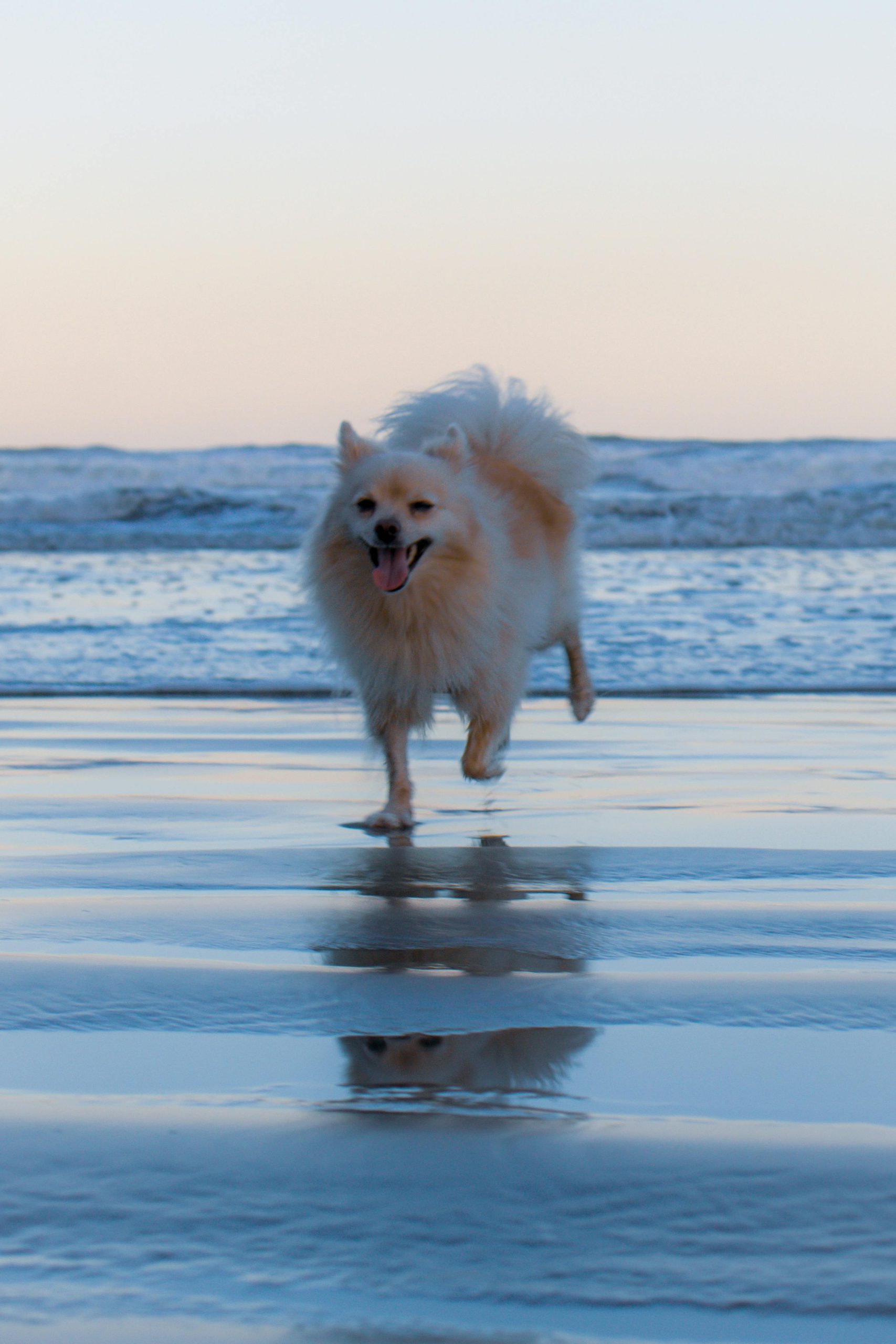 Fluffball on the beach