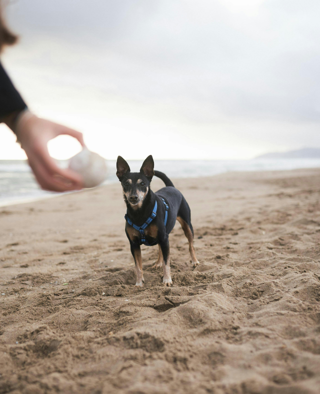 professional-house-sitter-playing-dog-beach-pet-care.jpg Professional house sitter playing fetch with a black Miniature Pinscher wearing blue harness on sunny beach