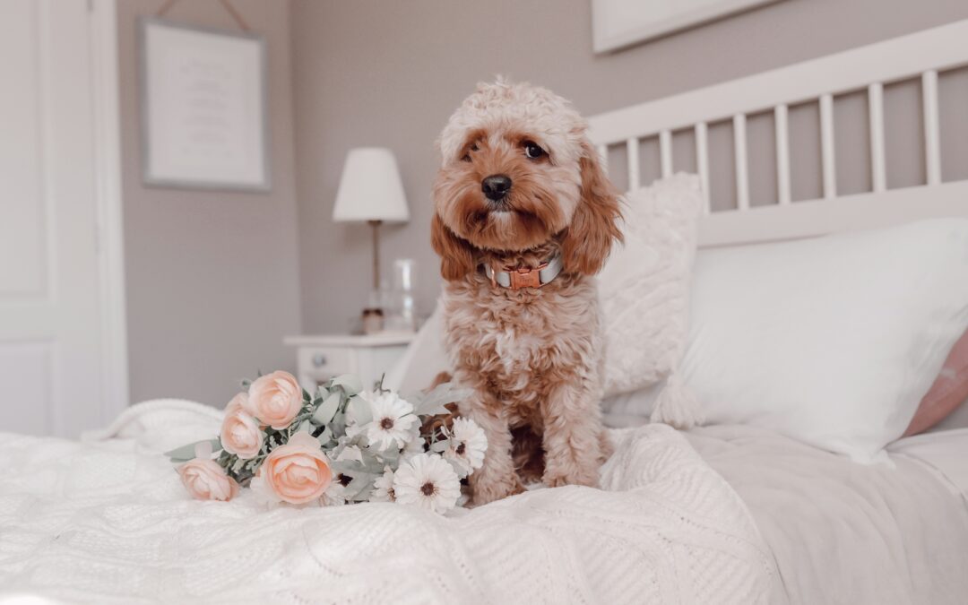 The Ultimate Guide to Responsible House Sitting