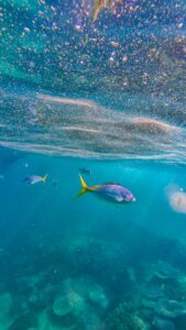 Underwater View of Fish in the Great Barrier Reef – Photo by Brooke Laven A stunning underwater photograph by Brooke Laven showcasing vibrant fish swimming in the clear waters of the Great Barrier Reef, Australia.