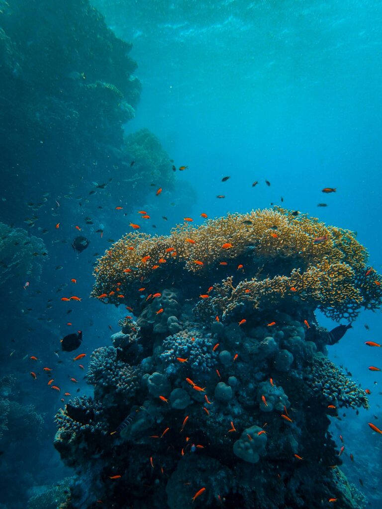 A vibrant coral reef with small orange fish swimming in clear blue water.