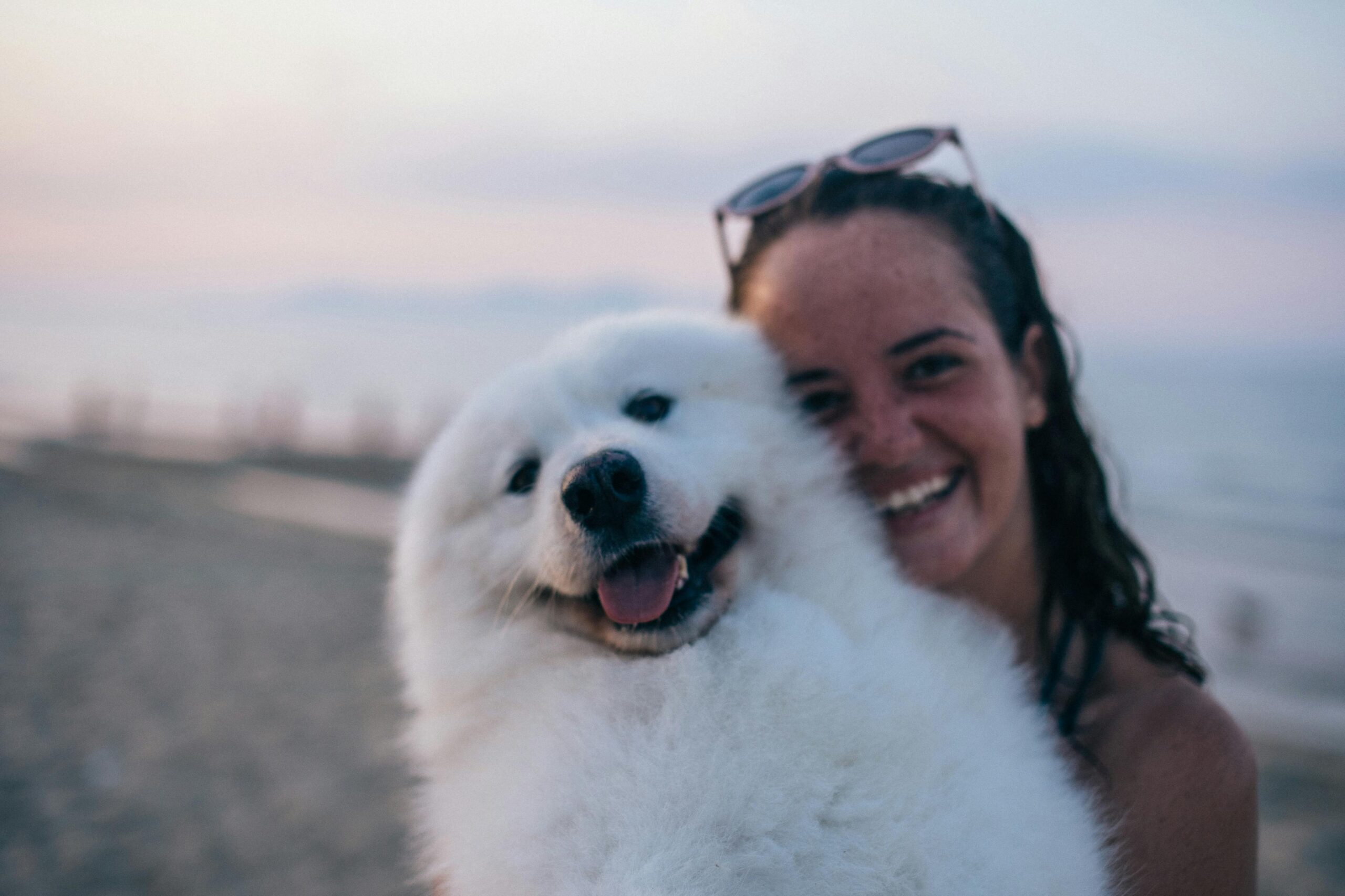 HOW TO APPLY FOR A HOSUE SIT 10 safe gifts for your pets this Christmas