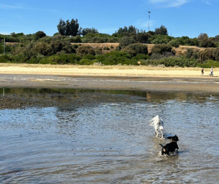 Dog Friendly Beach Sandringham 1 768x644