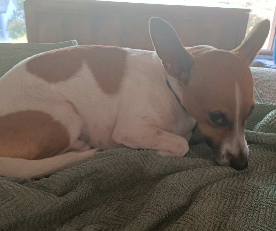 Dog Separation Anxiety