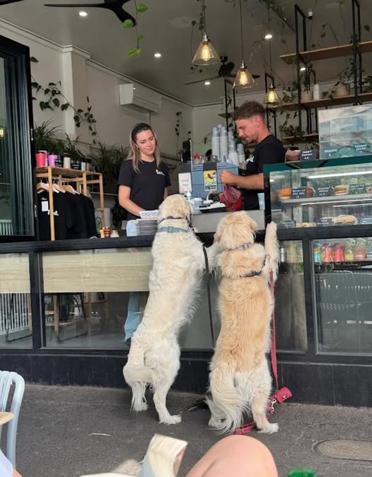 Fed Cafe Albert Park 4