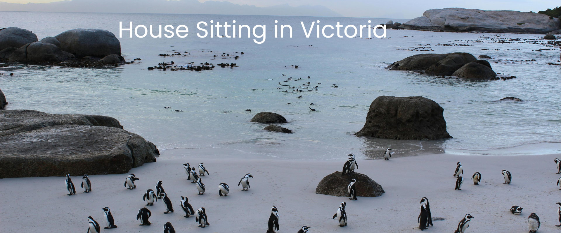 penguins-phillip-island-victoria-popular-destinations-Australia Penguins walking along the beach at Phillip Island in Victoria, Australia at sunset