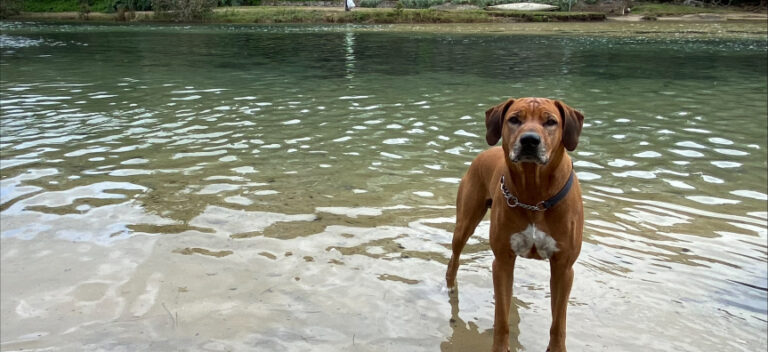 Lagoon Park Manly dog in water low 768x352