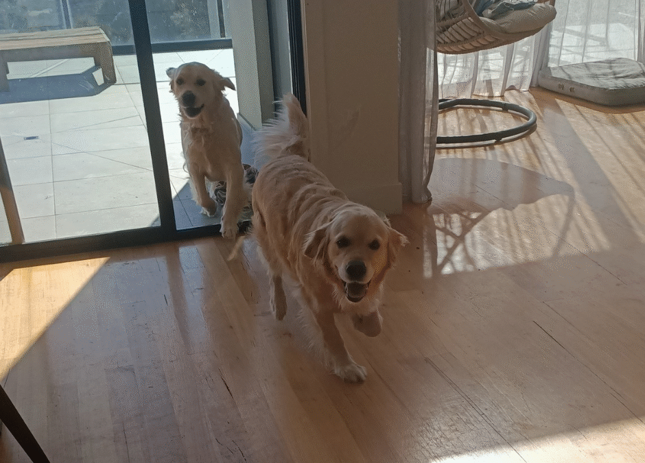Two golden retrievers running into a sunlit living room with wooden floors and sliding glass doors, appearing excited and happy.