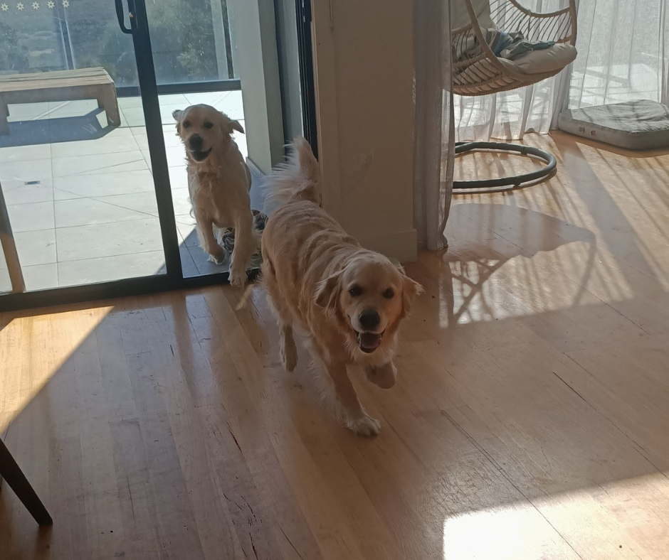 Welcome Committee: Nahla and Remy's Enthusiastic Greeting Two golden retrievers running into a sunlit living room with wooden floors and sliding glass doors, appearing excited and happy.