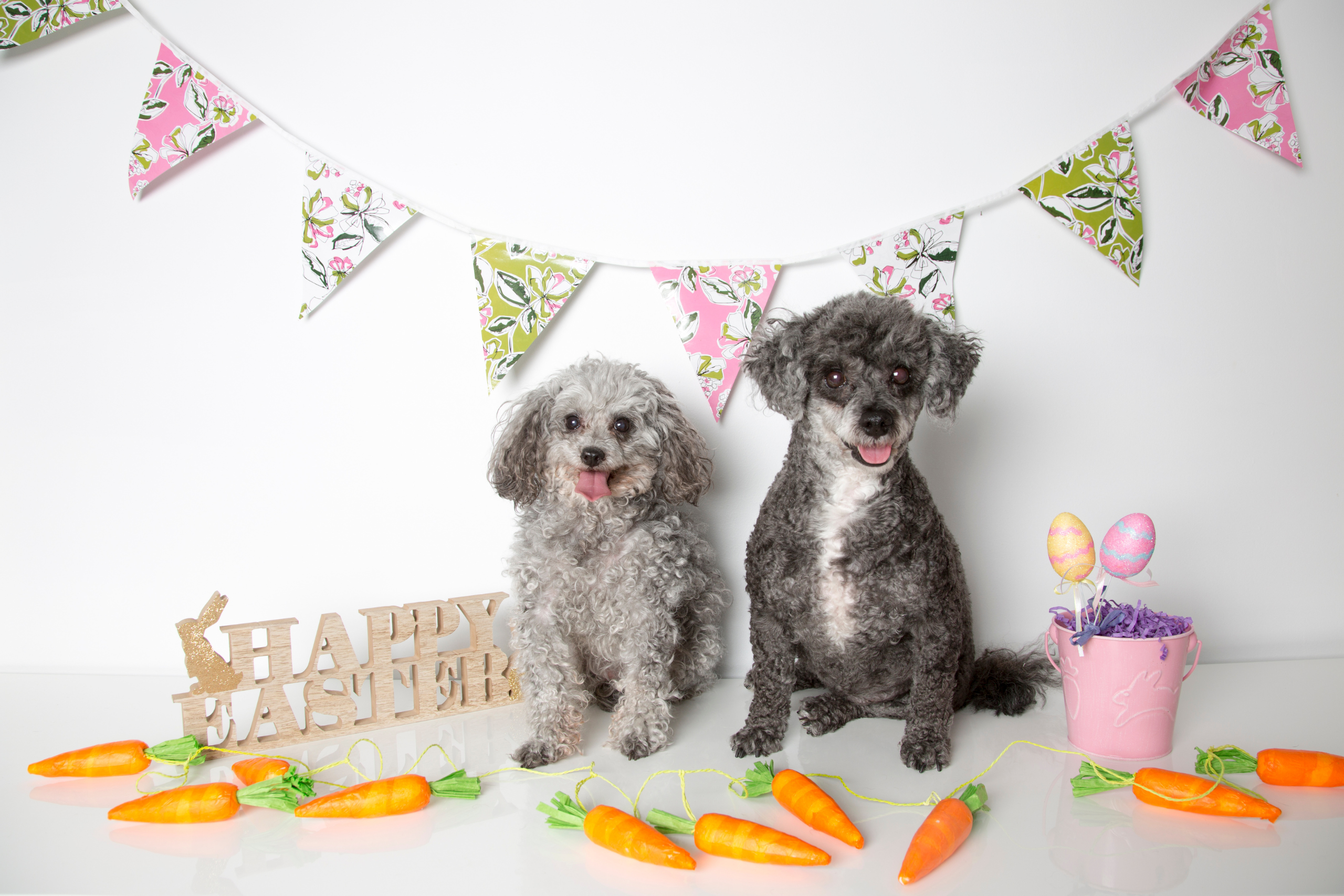 Two small dogs posing for seasonal photos with Easter decorations and festive bunting.