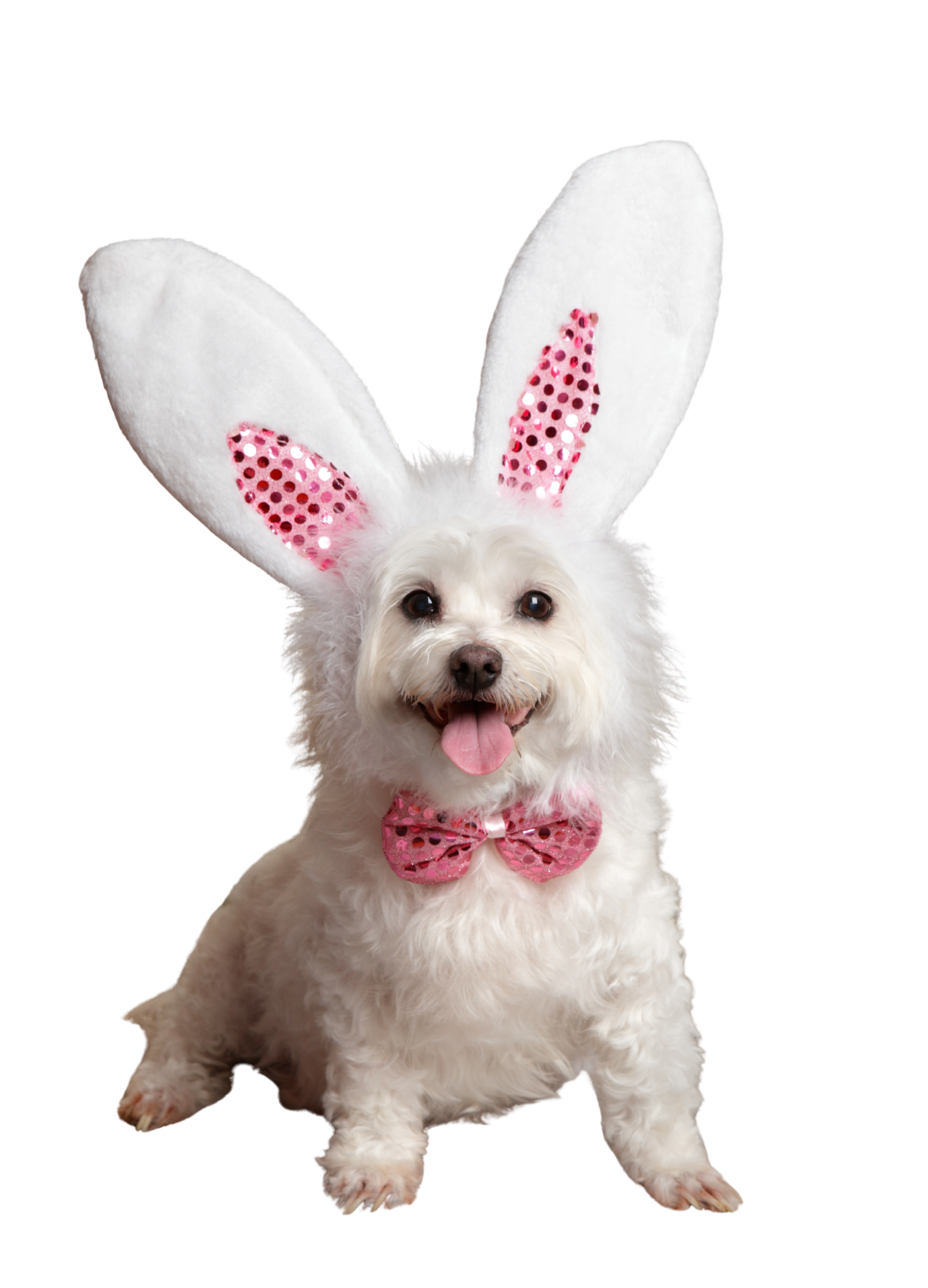 Easter is one of the busiest times of year for house sitting worldwide. Families travel, pets stay home, and opportunities open up for sitters who are prepared, organised, and confident. At Responsible House Sitters (RHS), we focus on making house sitting smoother for everyone — sitters, homeowners, and the animals at the heart of it all. This guide covers practical preparation, seasonal considerations, and a few fun ideas to make an Easter sit enjoyable as well as successful.