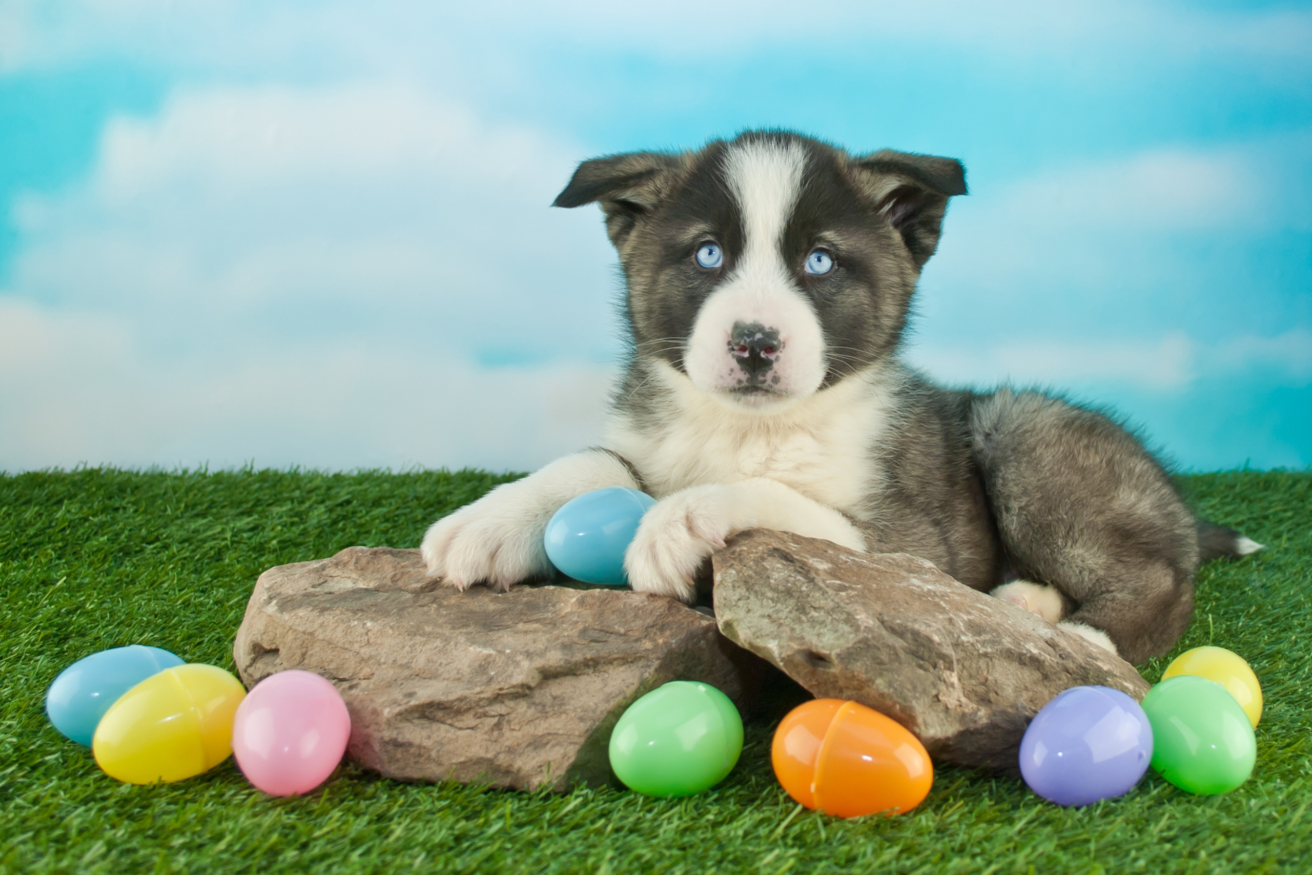 Puppy engaging in enrichment playtime with colourful Easter eggs during a house sit.