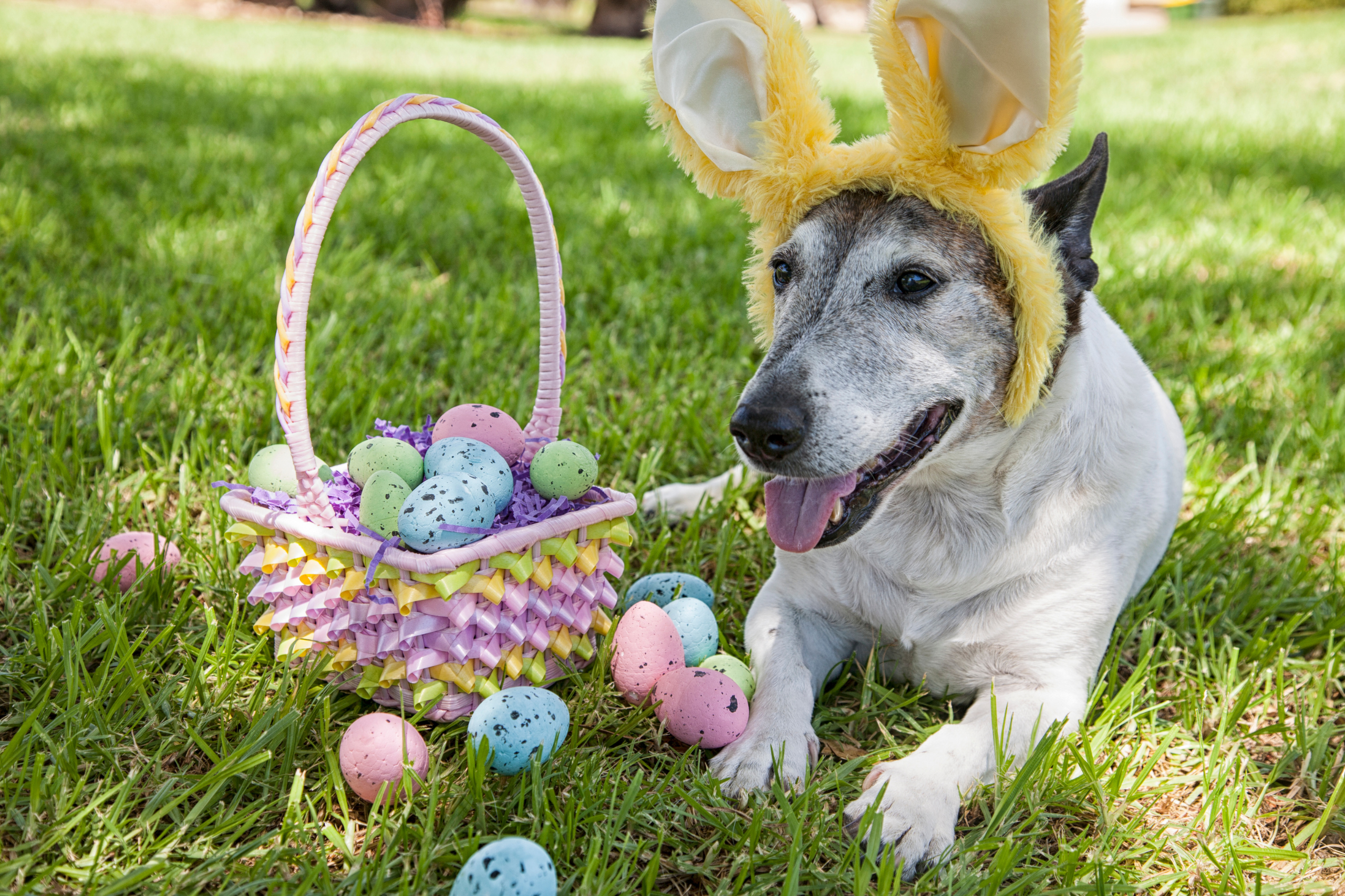 Dog wearing bunny ears beside an Easter basket in the garden, illustrating Easter house sitting guidelines and pet safety during holiday house sits.