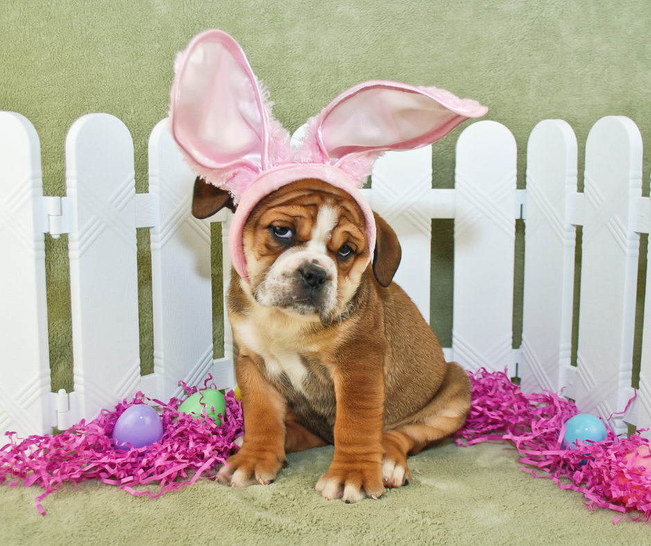 Dog wearing bunny ears surrounded by Easter eggs, highlighting Easter house sitting guidelines for pet safety and holiday care.